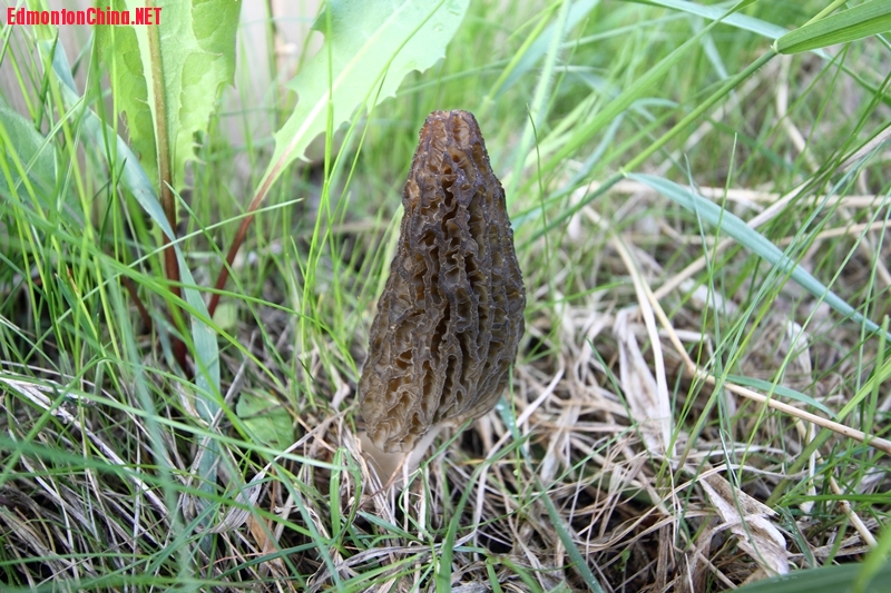 Morel