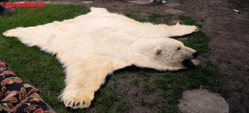 8'9 Polar bear rug, Elwood Shantz 004.jpg