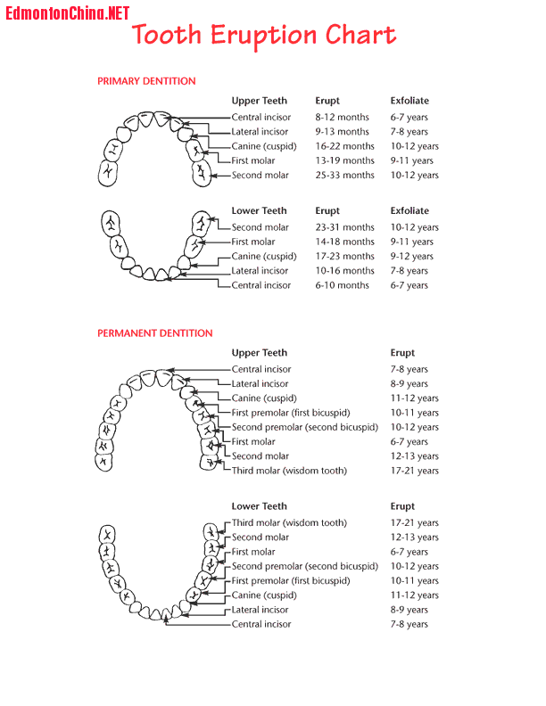 220616042038TeethEruptionChart.png