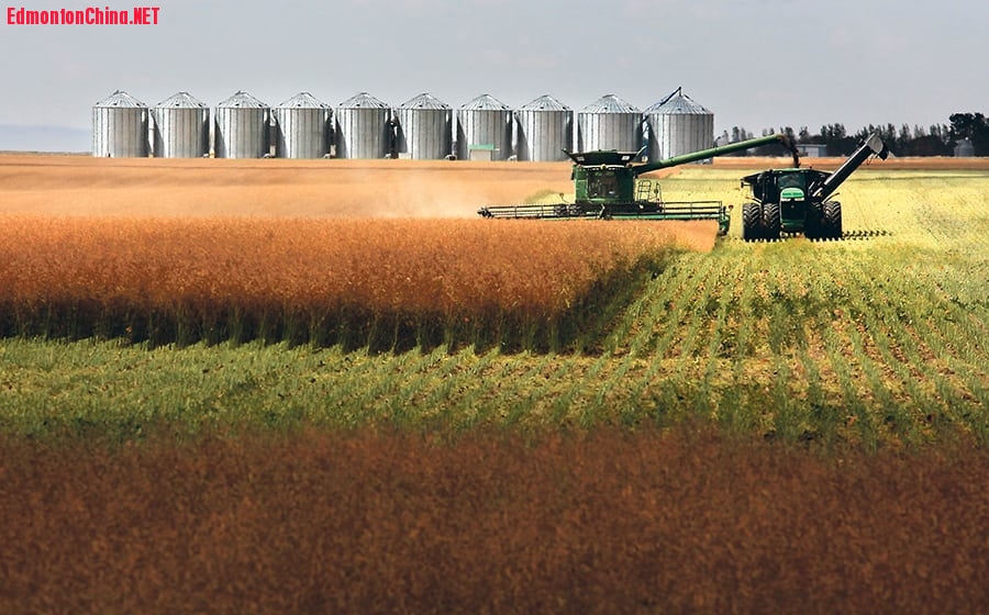 45_5-col_MJR030917_canola_harvest_Rouleau_SK.jpg