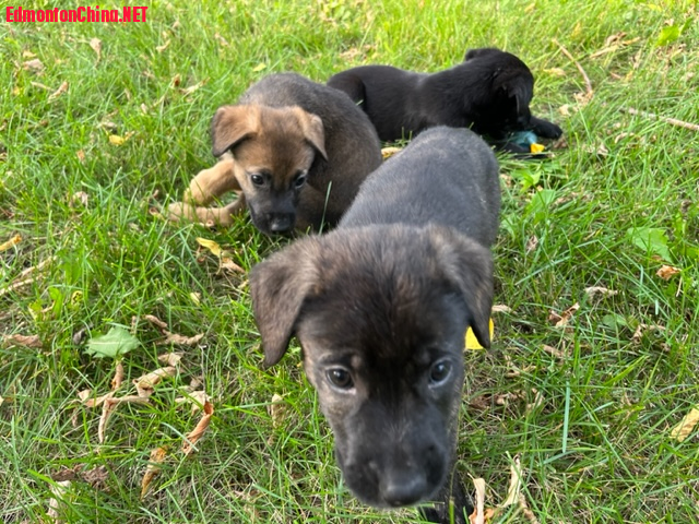 the female with other puppies.jpg